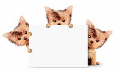 Komik köpek boş afiş, üzerinde beyaz izole holding