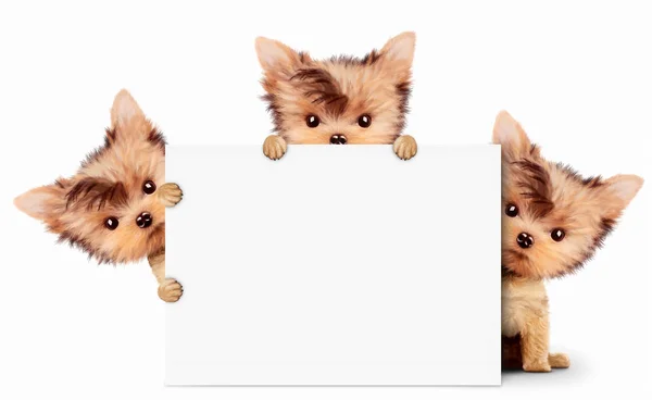 Cão engraçado segurando banner vazio, isolado em branco Fotos De Bancos De Imagens