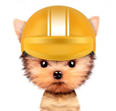 Kask ile komik racer köpek