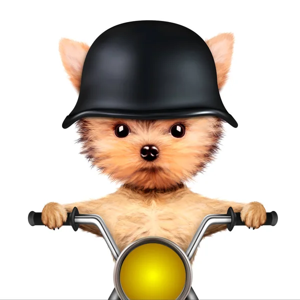 Rolig biker hund sitter på en chopper. — Stockfoto