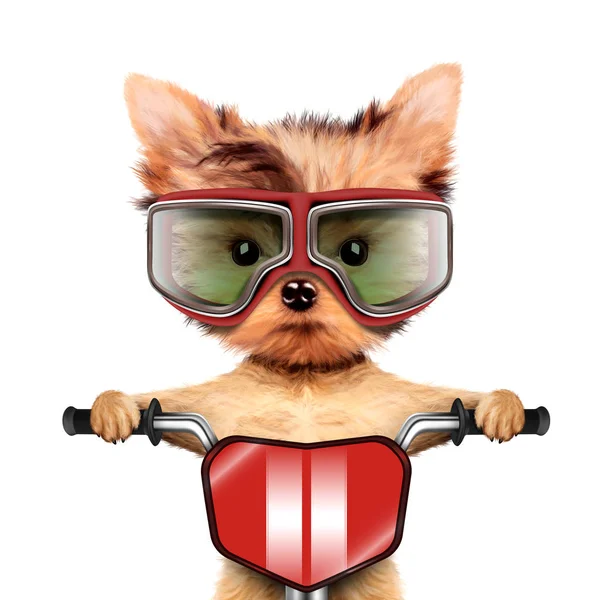 Funny racer dog with bike and aviator googles — Stock Photo, Image