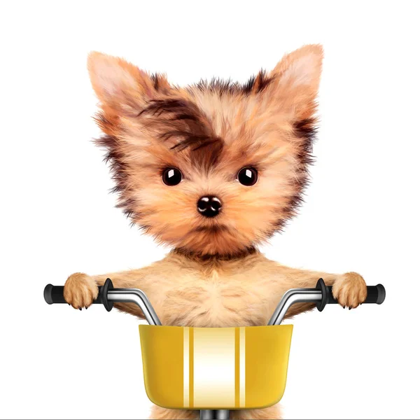 Urocza puppy siedząc na rowerze z koszem — Zdjęcie stockowe