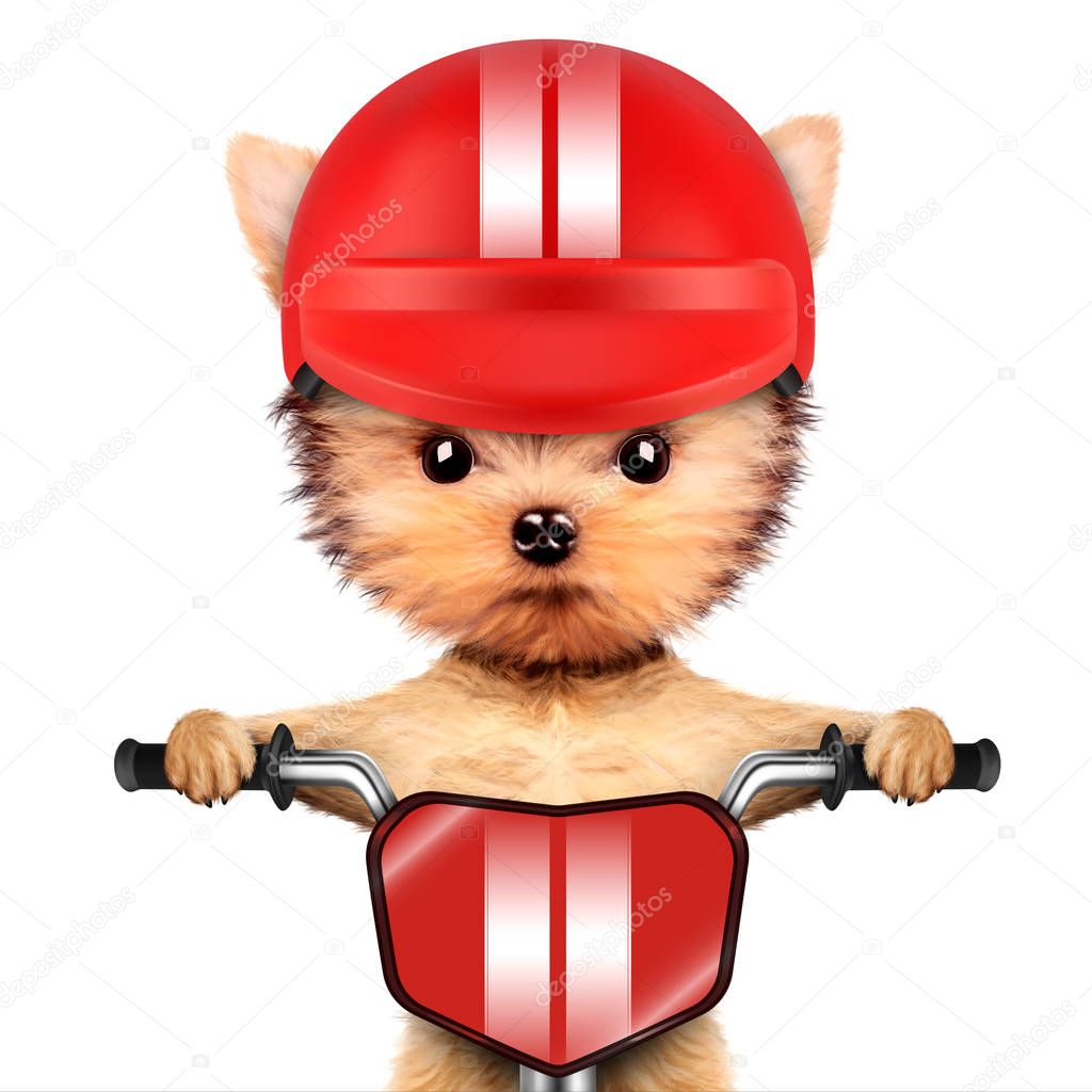 Adorable puppy sitting on a bike with helmet