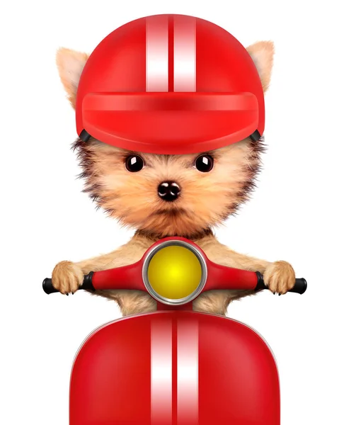 Adorable puppy sitting on a motorbike — Stock Photo, Image