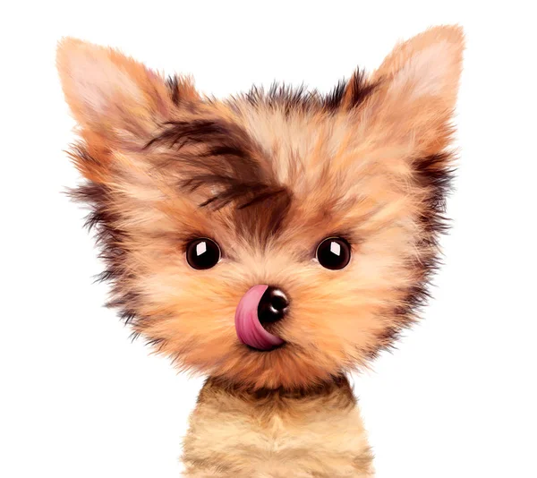 Bedårande yorkshire terrier sittande slicka näsa — Stockfoto