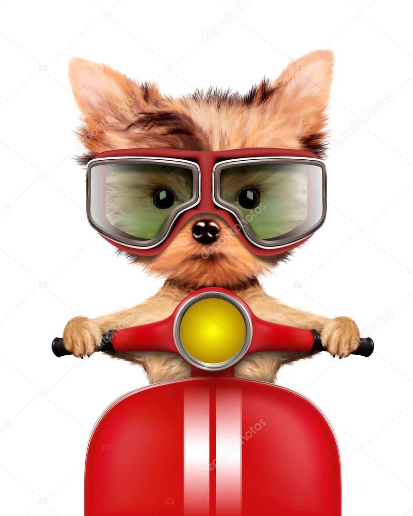 Adorable puppy sitting on a motorbike