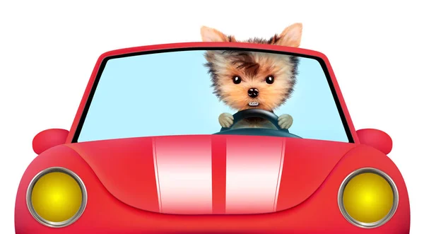 Cabriolet oturan komik köpek yavrusu — Stok fotoğraf