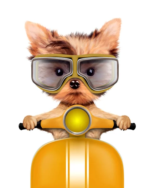 Adorable puppy sitting on a motorbike — Stock Photo, Image