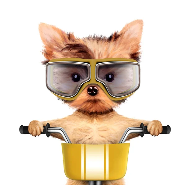 Adorable puppy sitting on a bike with googles — Stock Photo, Image