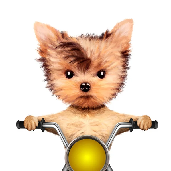 Rolig biker hund sitter på en chopper. — Stockfoto