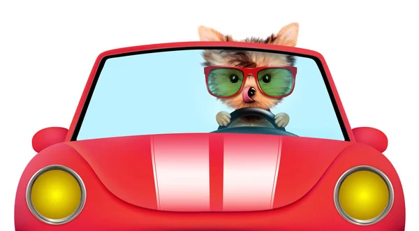 Bununla birlikte güneş gözlüklü Cabriolet komik köpek yavrusu — Stok fotoğraf