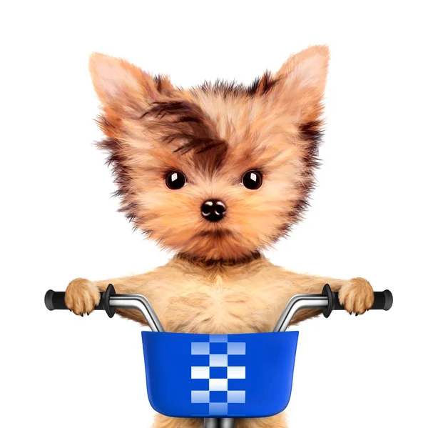 Adorable puppy sitting on a bicycle with basket — Stock Photo, Image