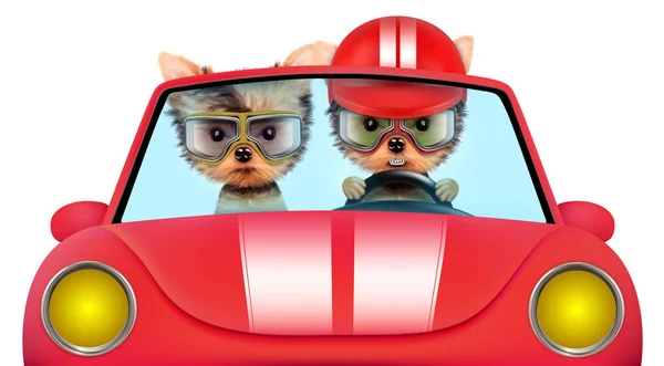 Couple of puppies sitting in a cabriolet — Stock Photo, Image