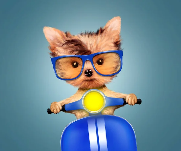 Bir motosiklet üzerinde oturan sevimli köpek yavrusu — Stok fotoğraf
