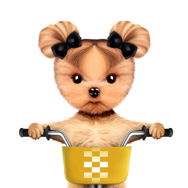 Sevimli köpek sepeti ile bir bisiklet üzerinde oturan — Stok fotoğraf