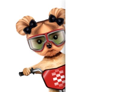 Bisiklet ile komik racer köpek. Spor kavramı