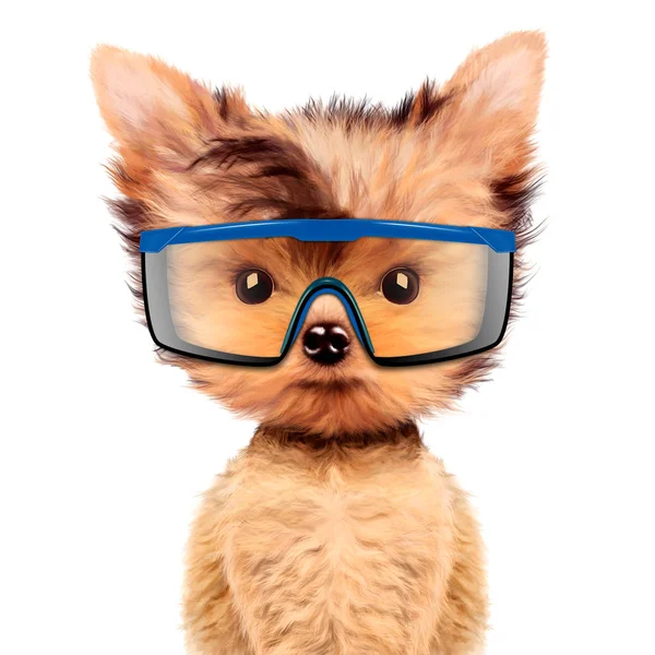 Funny dog in safety glasses Isolated on white — Stock Photo, Image
