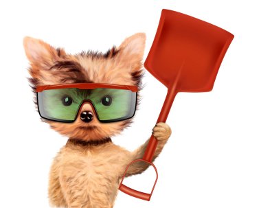 Kürek Isolated beyaz ile komik köpek