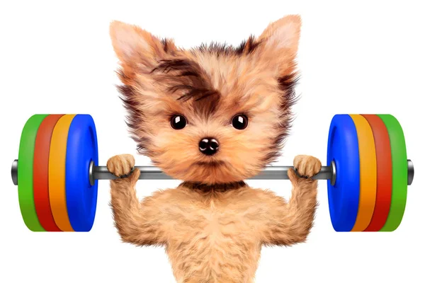 Grappige hond opleiding met barbell in sport sportschool — Stockfoto