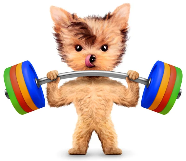 Grappige hond opleiding met barbell in sport sportschool — Stockfoto