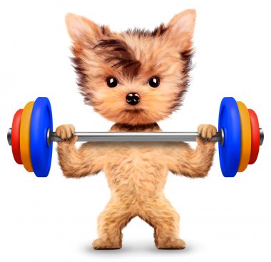 Spor salonunda barbell ile komik köpek eğitim