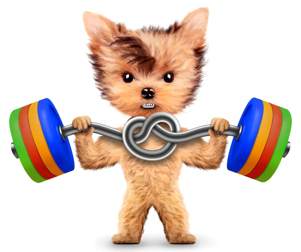 Rolig hundträning med skivstång i sport gym — Stockfoto