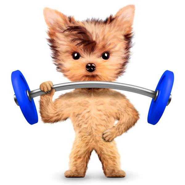 Grappige hond opleiding met barbell in sport sportschool — Stockfoto