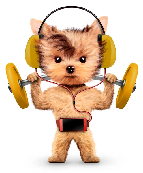 Hundar träning med skivstång och lyssna på musik — Stockfoto