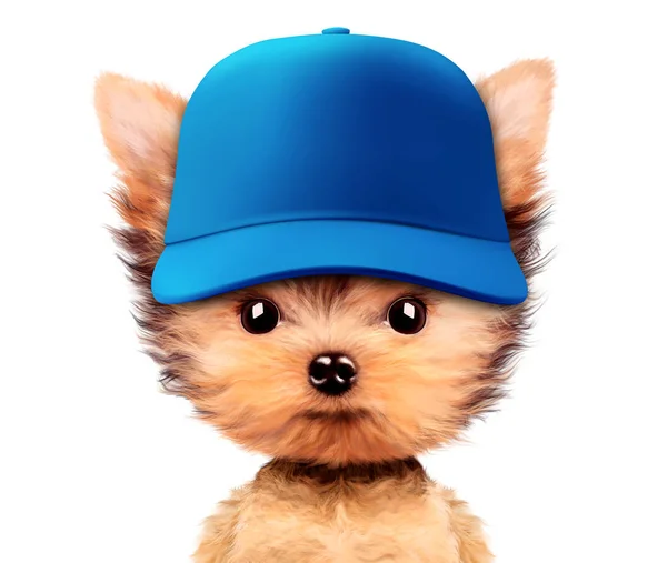 Funny puppy in baseball hat isolated on white — Stock Photo, Image