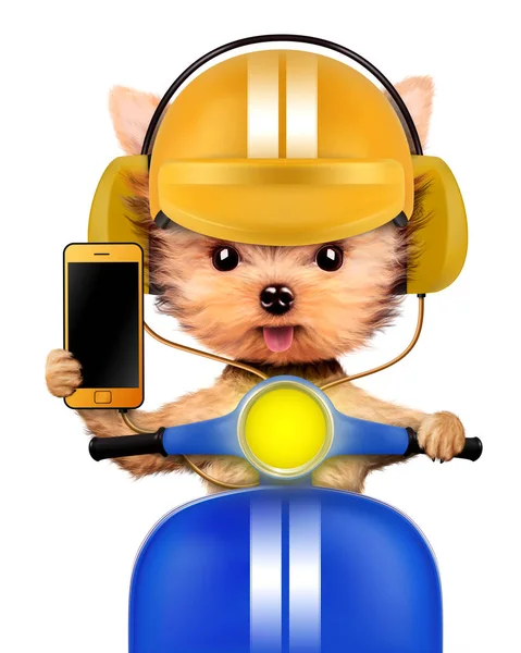 バイクの上に座って携帯電話で愛らしい子犬 ストック写真