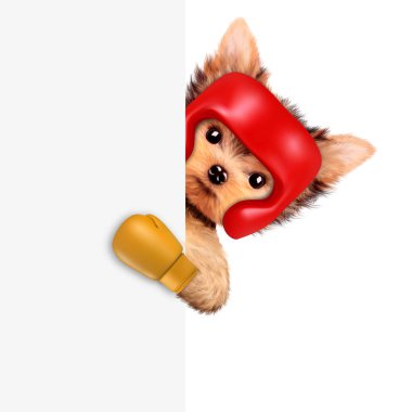 Boks kask ve eldiven giymiş komik köpek