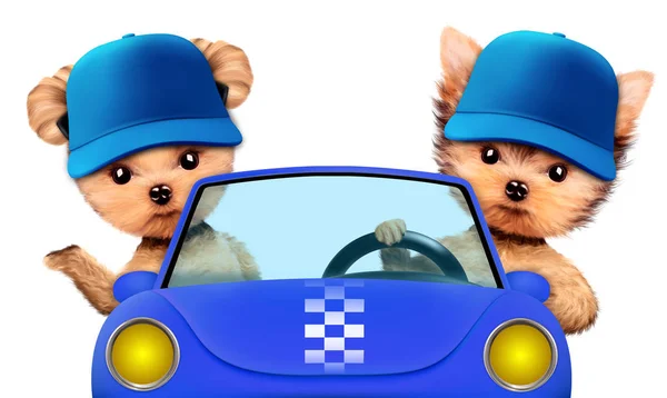 Beberapa anak anjing duduk di dalam mobil berwarna ungu — Stok Foto