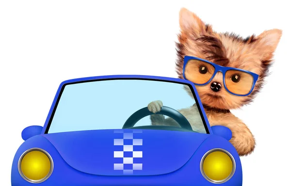 Komik köpek yavrusu yavru bir cabriolet oturan — Stok fotoğraf