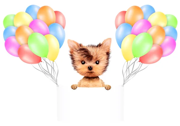 Funny animal keep a banner with balloons — Stock Photo, Image