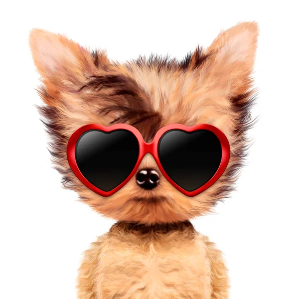 Drôle adorable chien fille avec amour lunettes de soleil — Photo