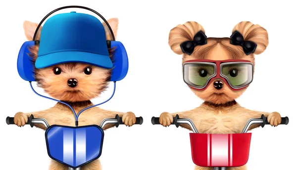 Adorable puppies with headphones sitting on bike — Stock Photo, Image