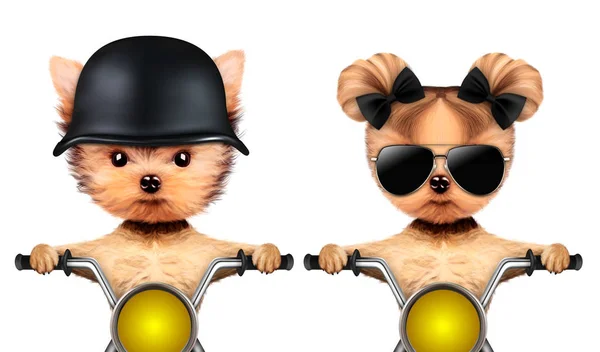 Casal de cães engraçados em uma moto — Fotografia de Stock