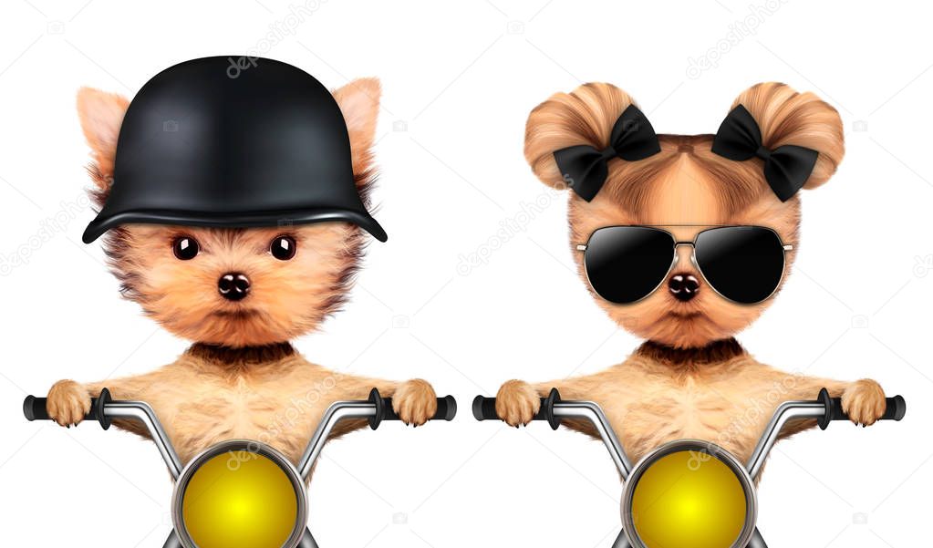 Couple of funny dogs on a motorbike
