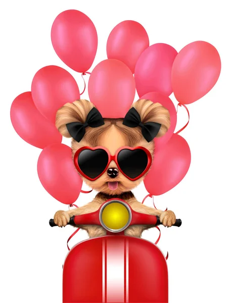 Precioso cachorro sentado en moto con globos —  Fotos de Stock