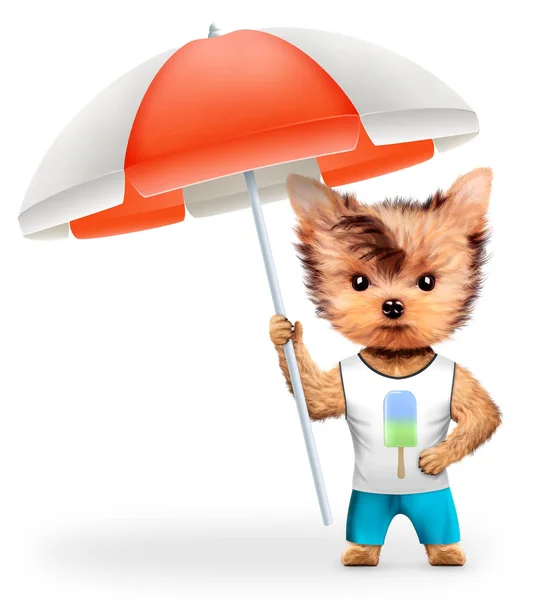 Animal in t-shirt and shorts holding umbrella — Stock Photo, Image