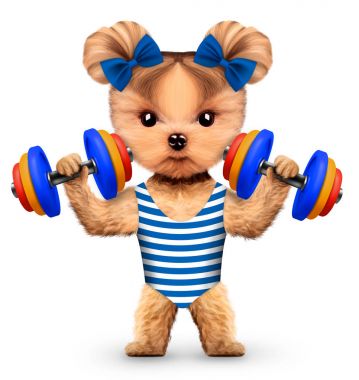 Spor salonunda dumbbell ile komik köpek eğitim