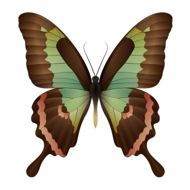 Beyaz arka planda izole edilmiş güzel kelebek.