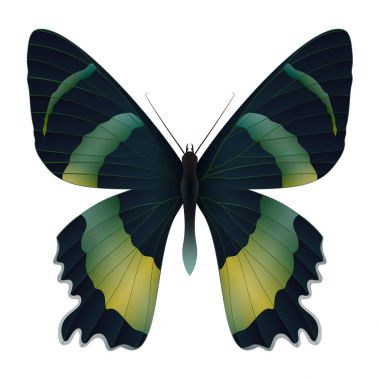 Beyaz arka planda izole edilmiş güzel kelebek.