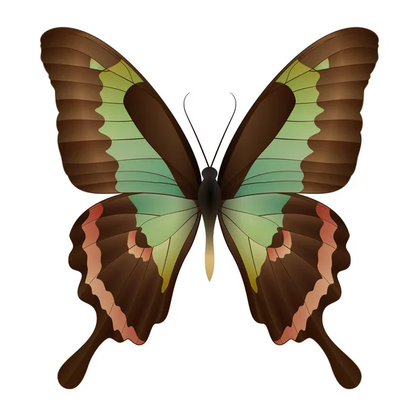 白地に隔離された美しい蝶 — ストックベクタ