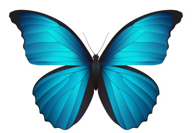 Beyaz arka planda izole edilmiş güzel kelebek.