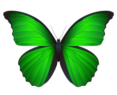 Beyaz arka planda izole edilmiş güzel kelebek.