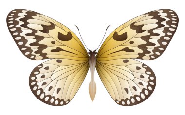 Beyaz arka planda izole edilmiş güzel kelebek.