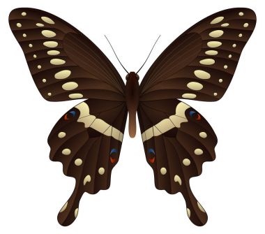 Beyaz arka planda izole edilmiş güzel kelebek.