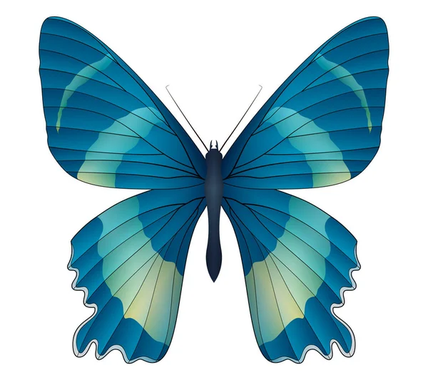 Beautiful butterfly isolated on a white background — Stock Vector