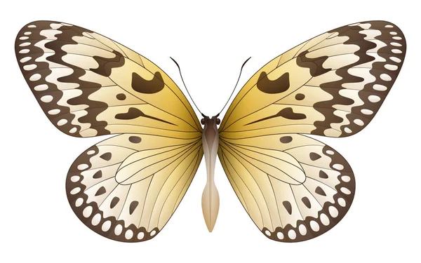 Beyaz arka planda izole edilmiş güzel kelebek. — Stok Vektör